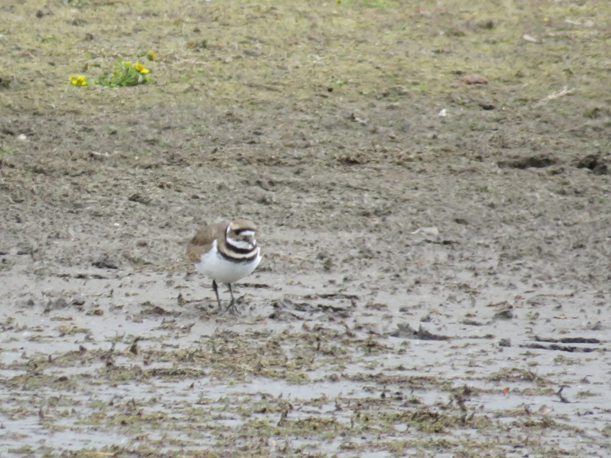 Killdeer - ML495167561