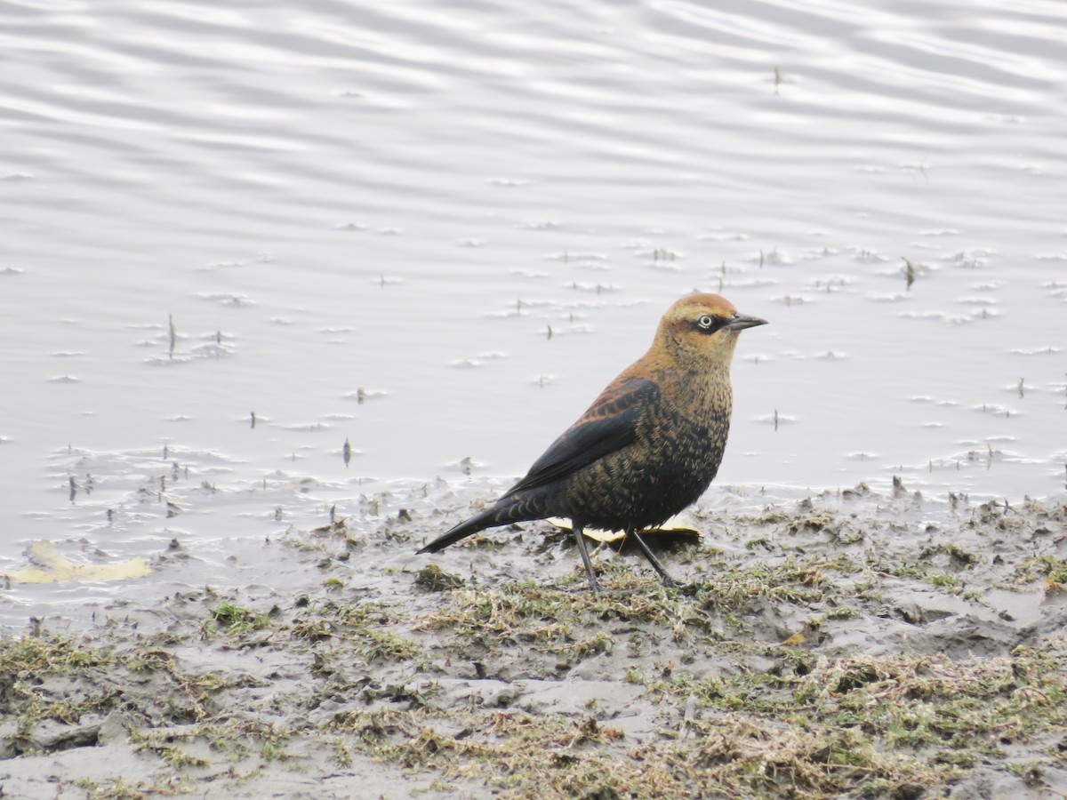 Rusty Blackbird - ML495168111