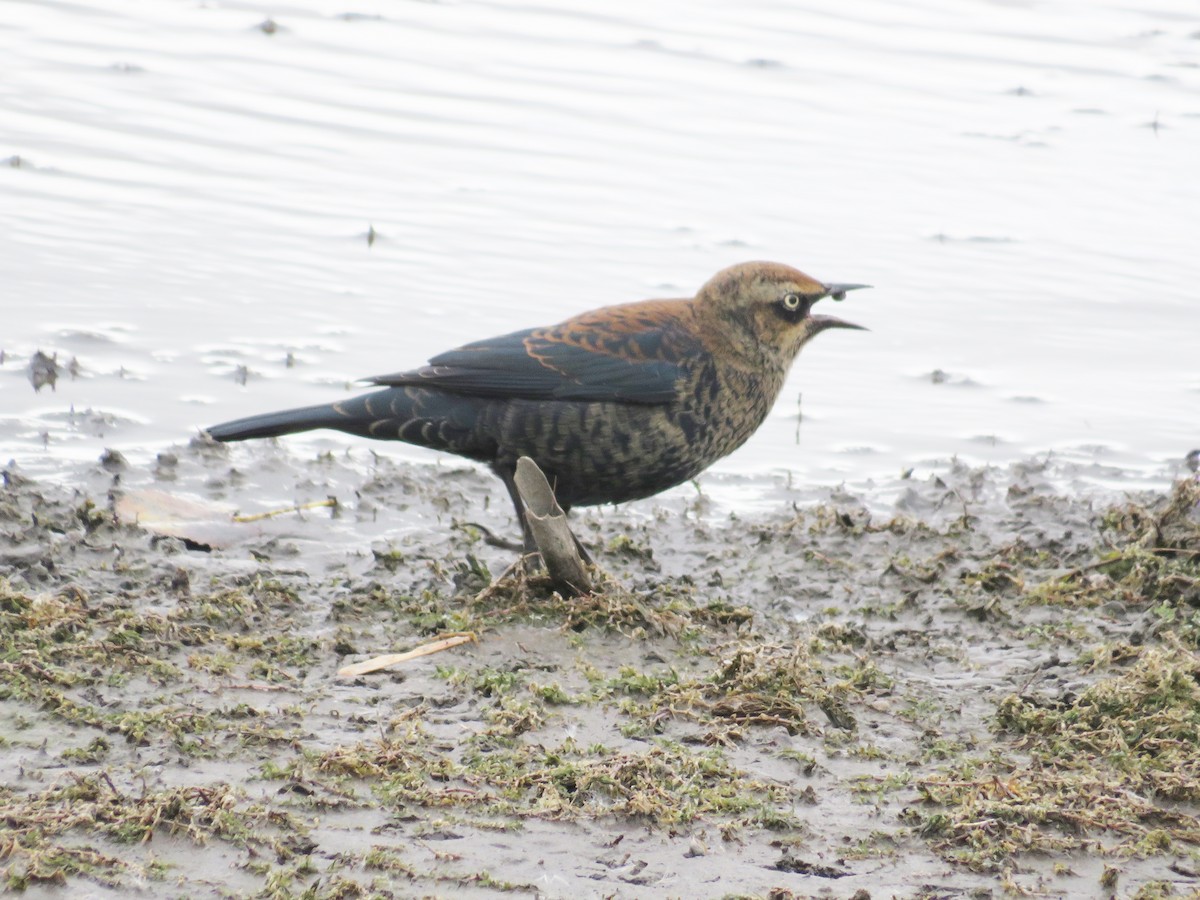 Rusty Blackbird - ML495168121