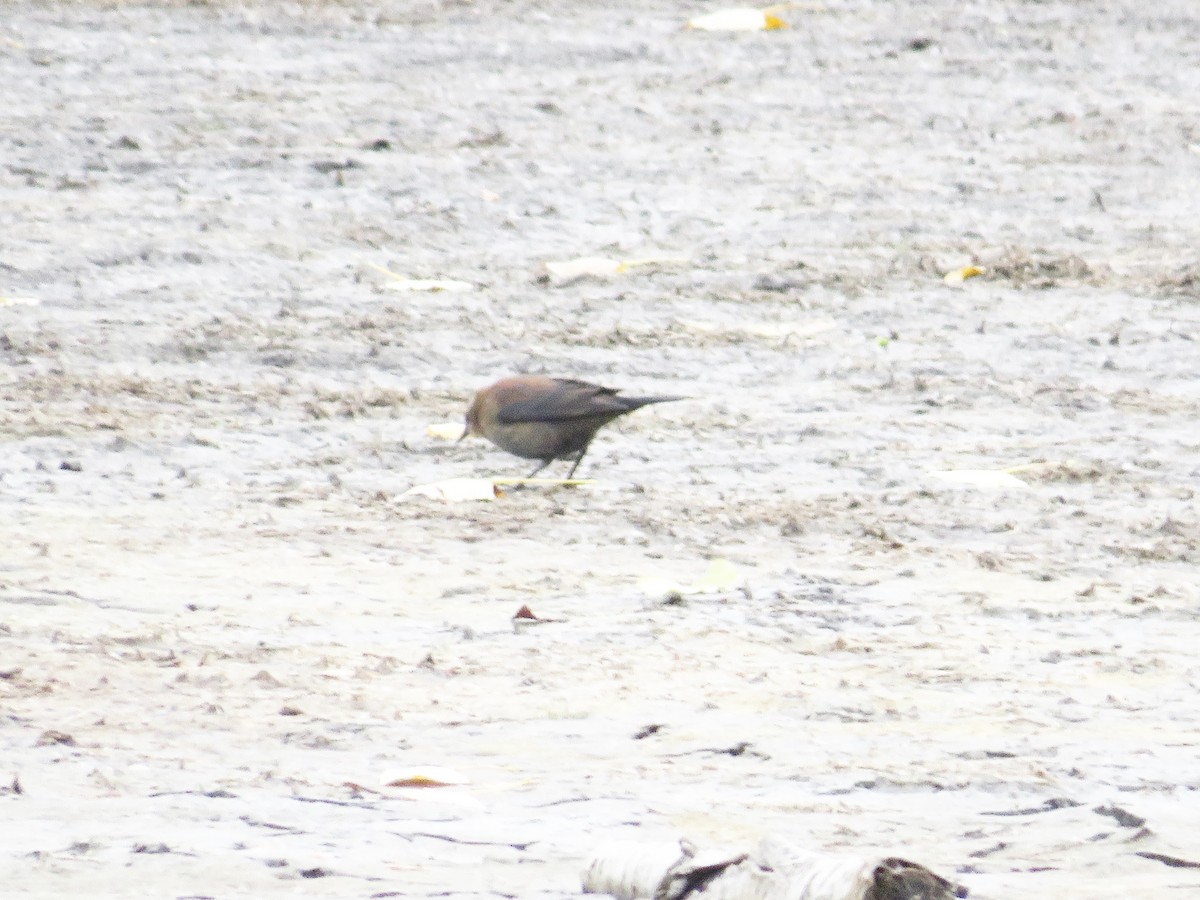 Rusty Blackbird - ML495168131