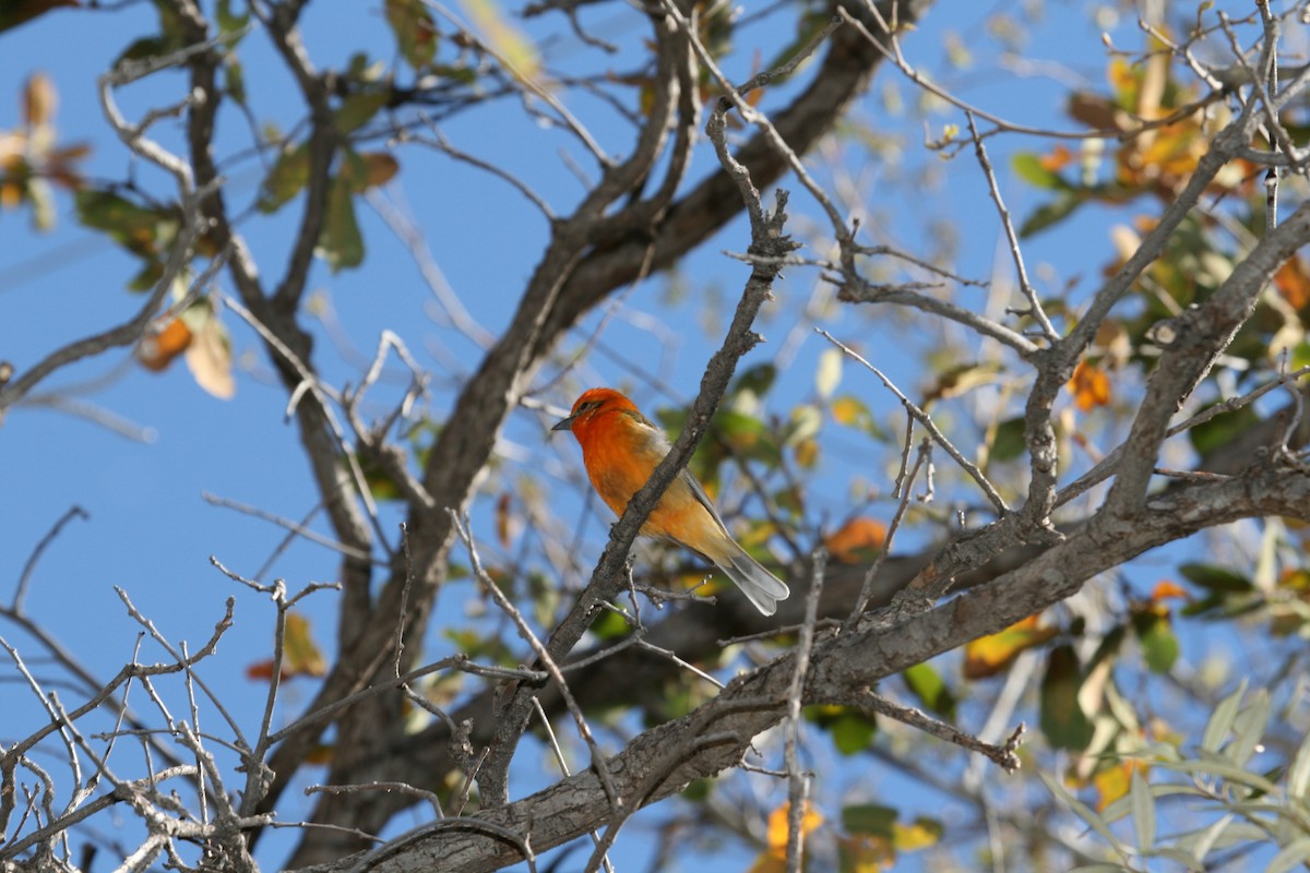Flame-colored Tanager - ML495168791