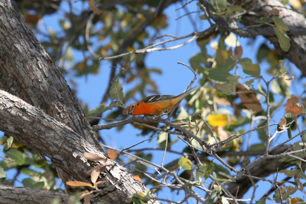 Flame-colored Tanager - ML495168801