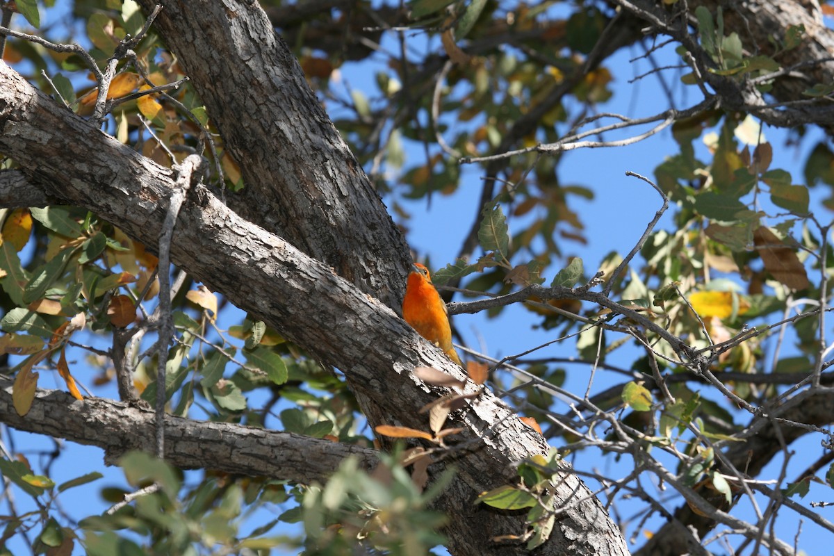 Flame-colored Tanager - ML495168811