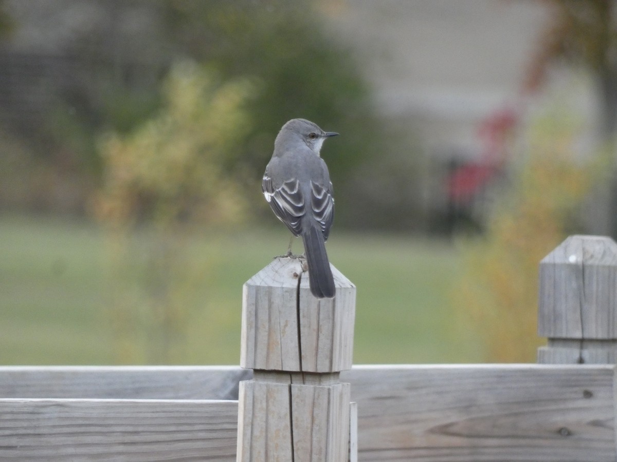 Northern Mockingbird - ML495169361