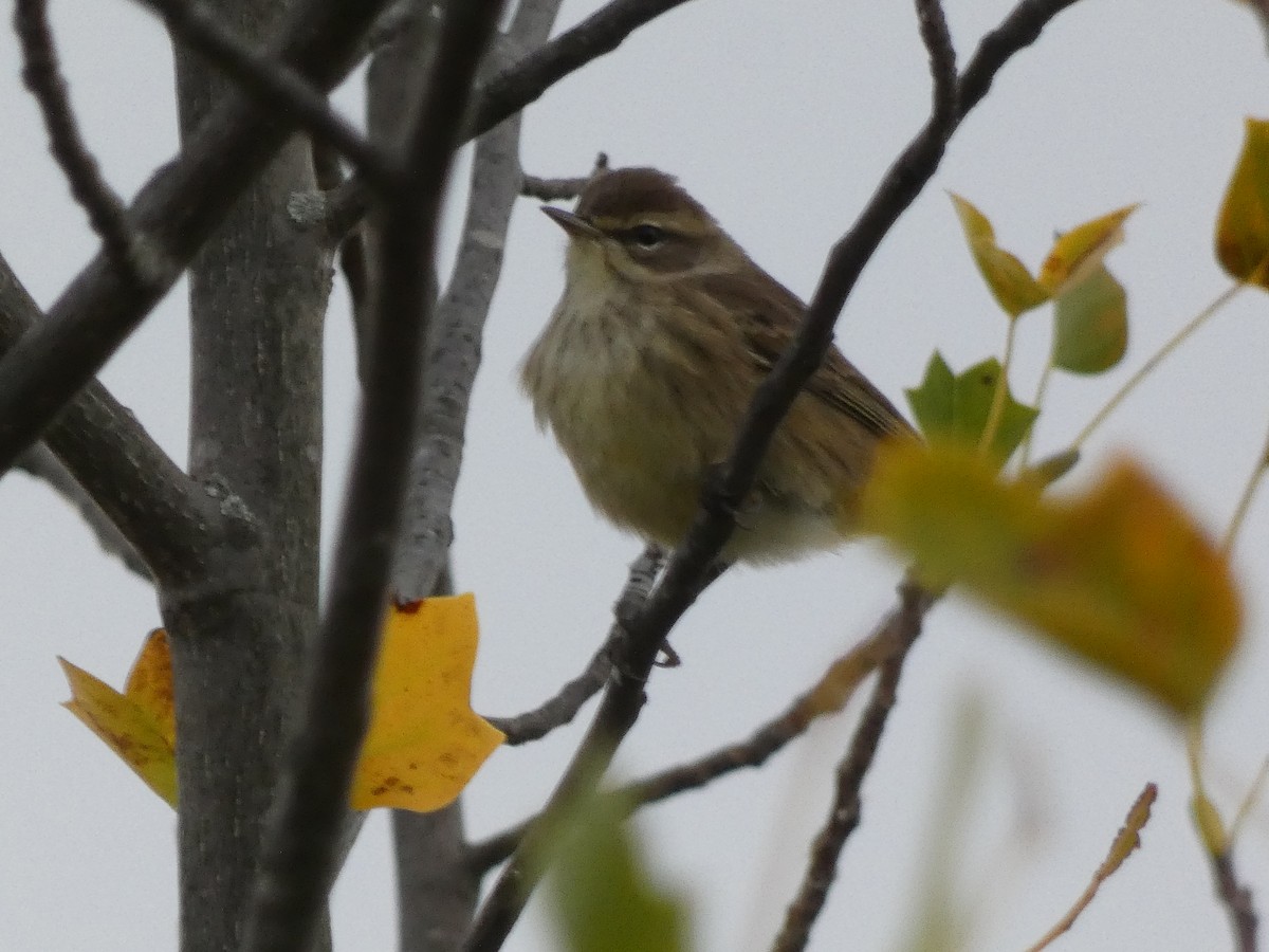 Palm Warbler - ML495169511