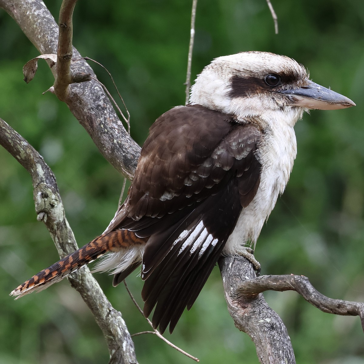 Laughing Kookaburra - ML495170301