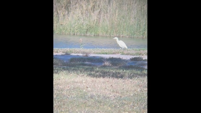 Western Cattle Egret - ML495173991