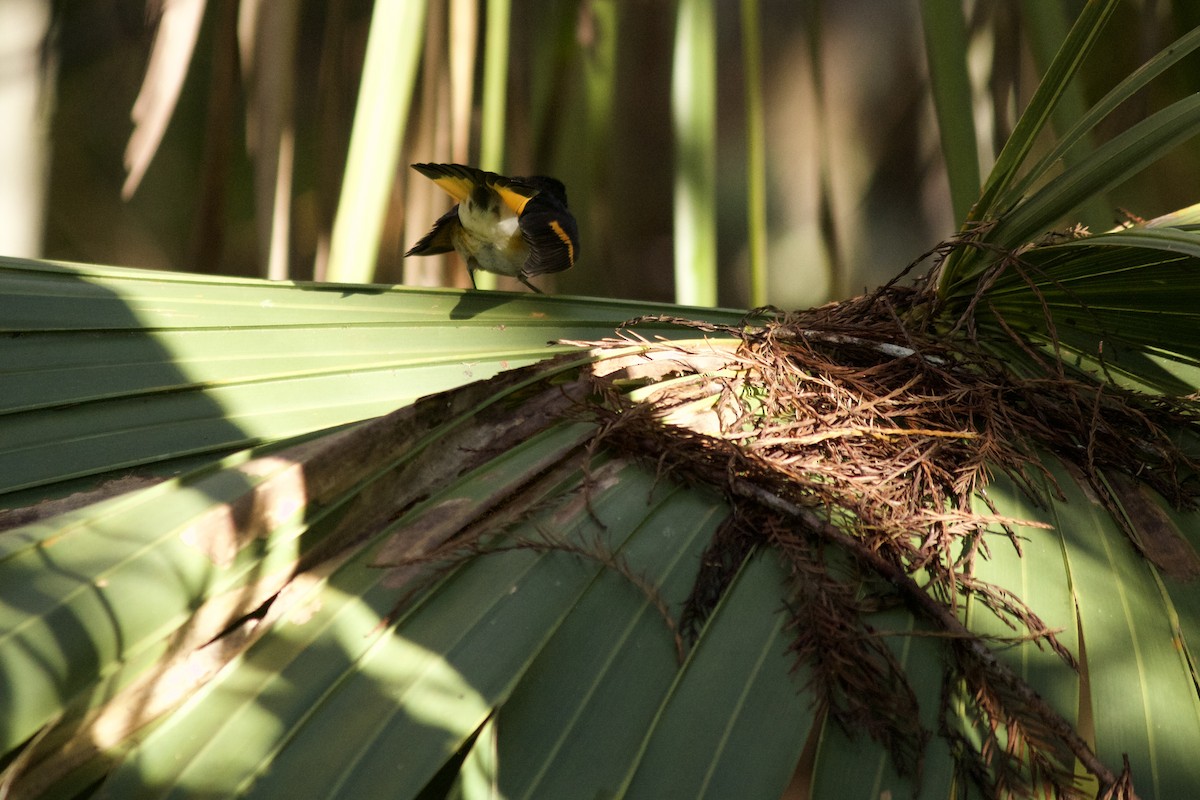 American Redstart - ML495175411