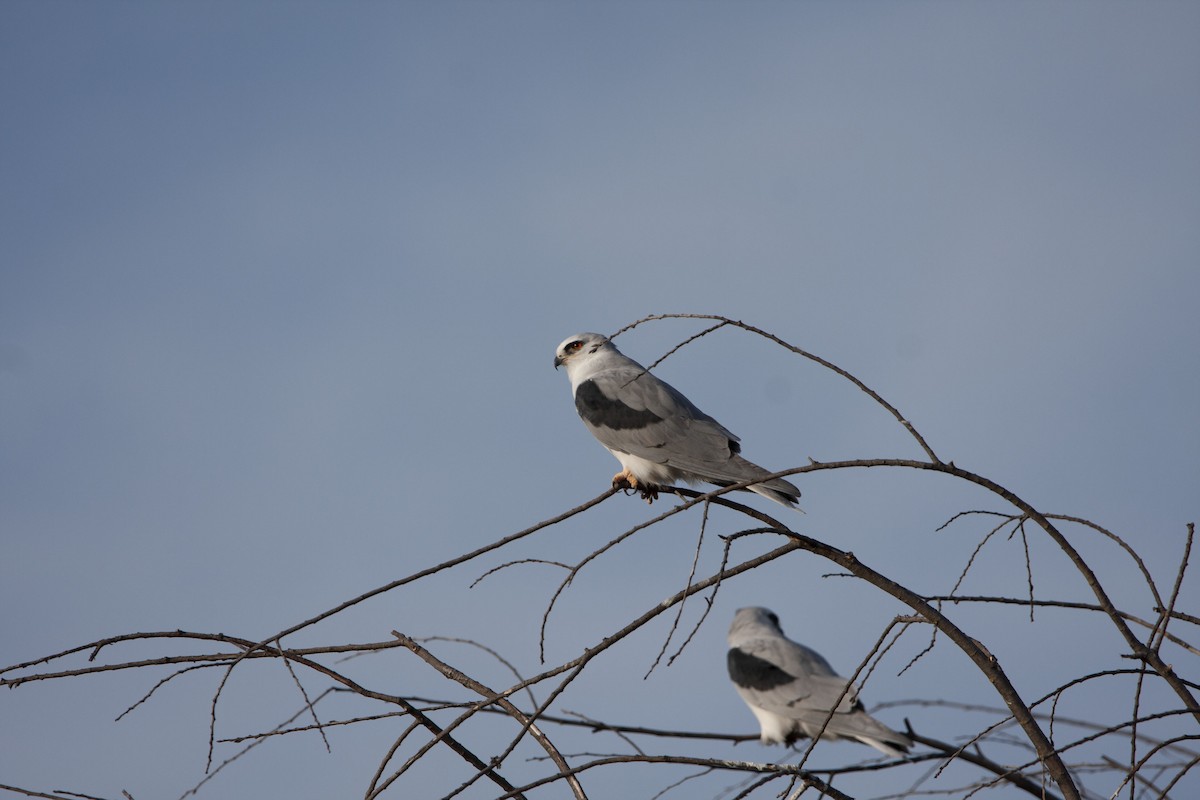 White-tailed Kite - ML495175721