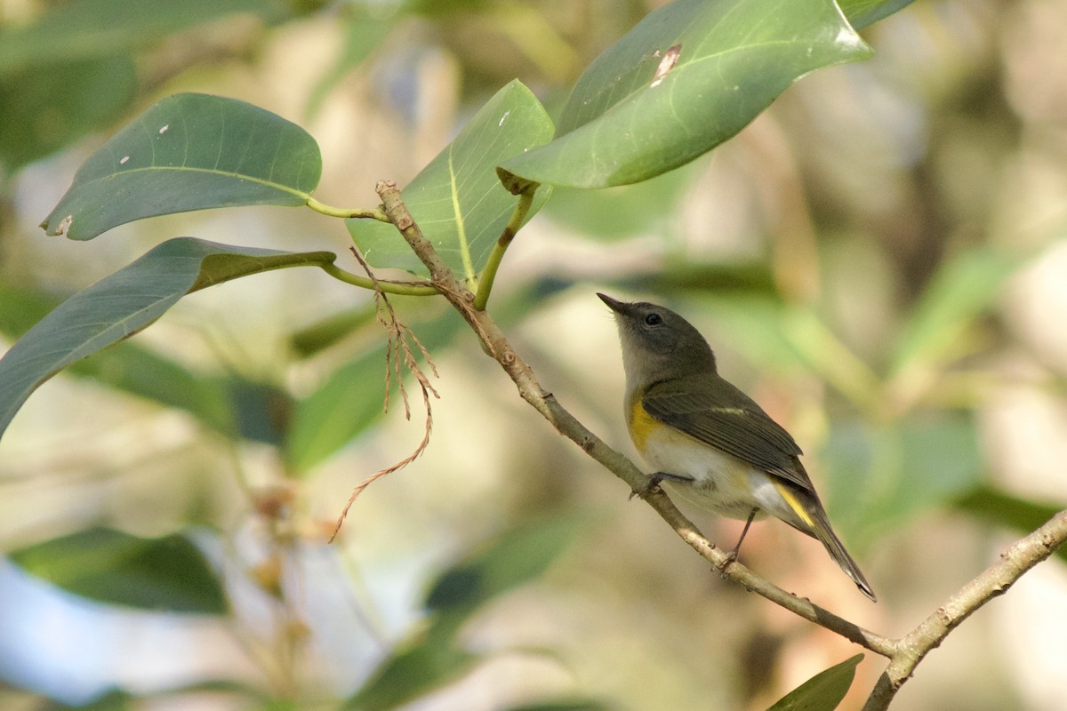 American Redstart - ML495175961