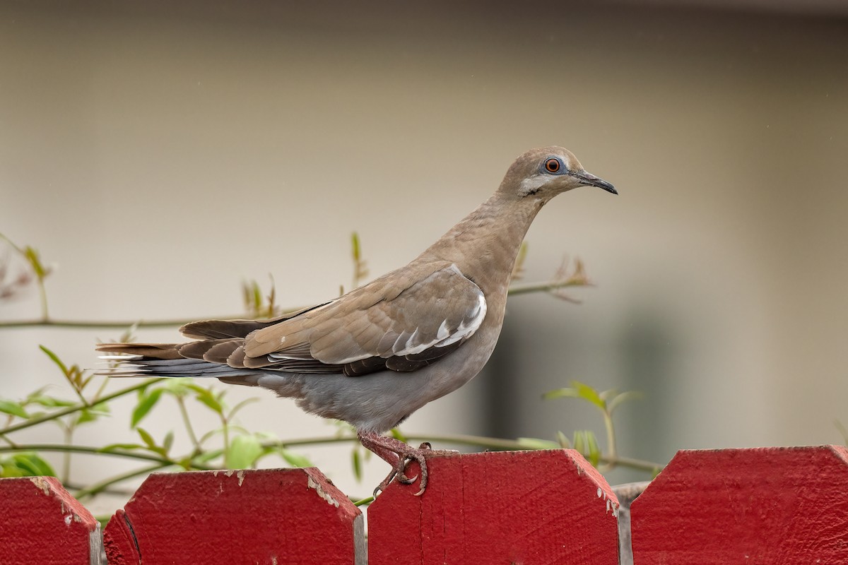 White-winged Dove - ML495176631