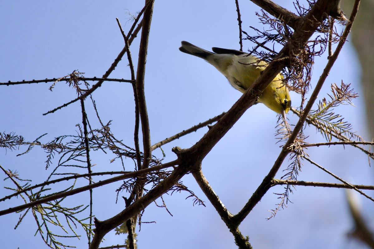 Pine Warbler - ML495177011