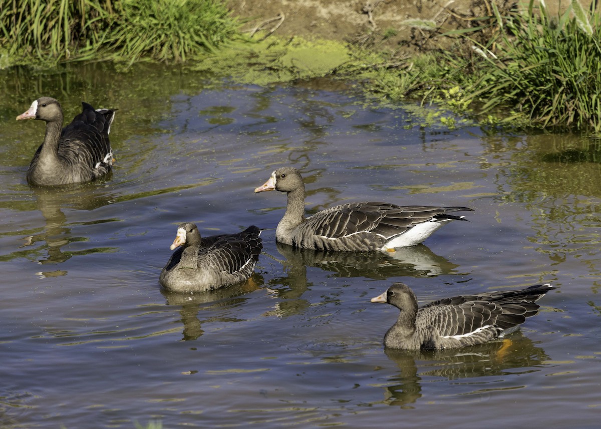 Greater White-fronted Goose - ML495178291