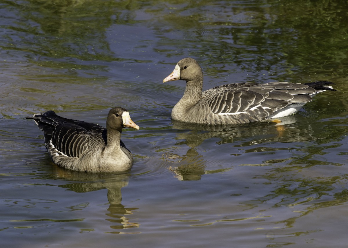 Greater White-fronted Goose - ML495178301