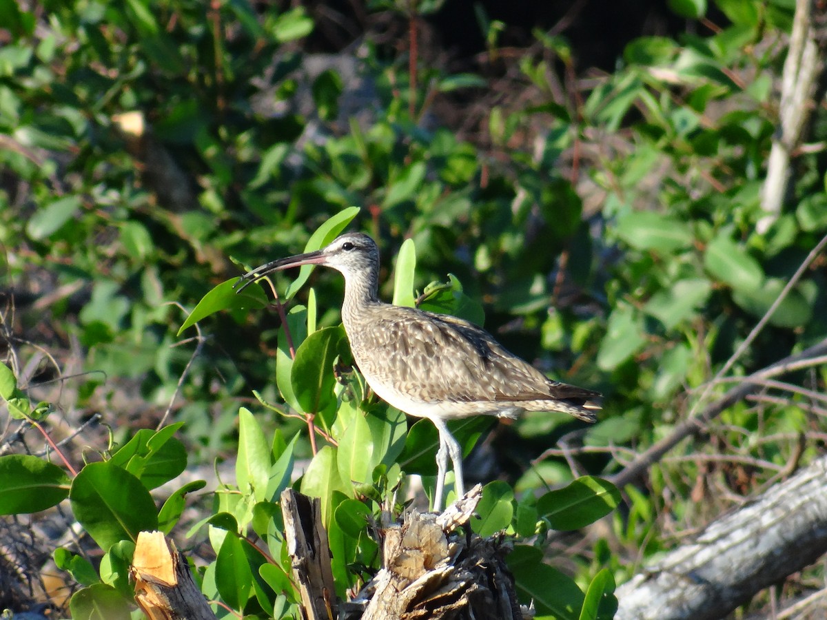 Whimbrel - ML495178461