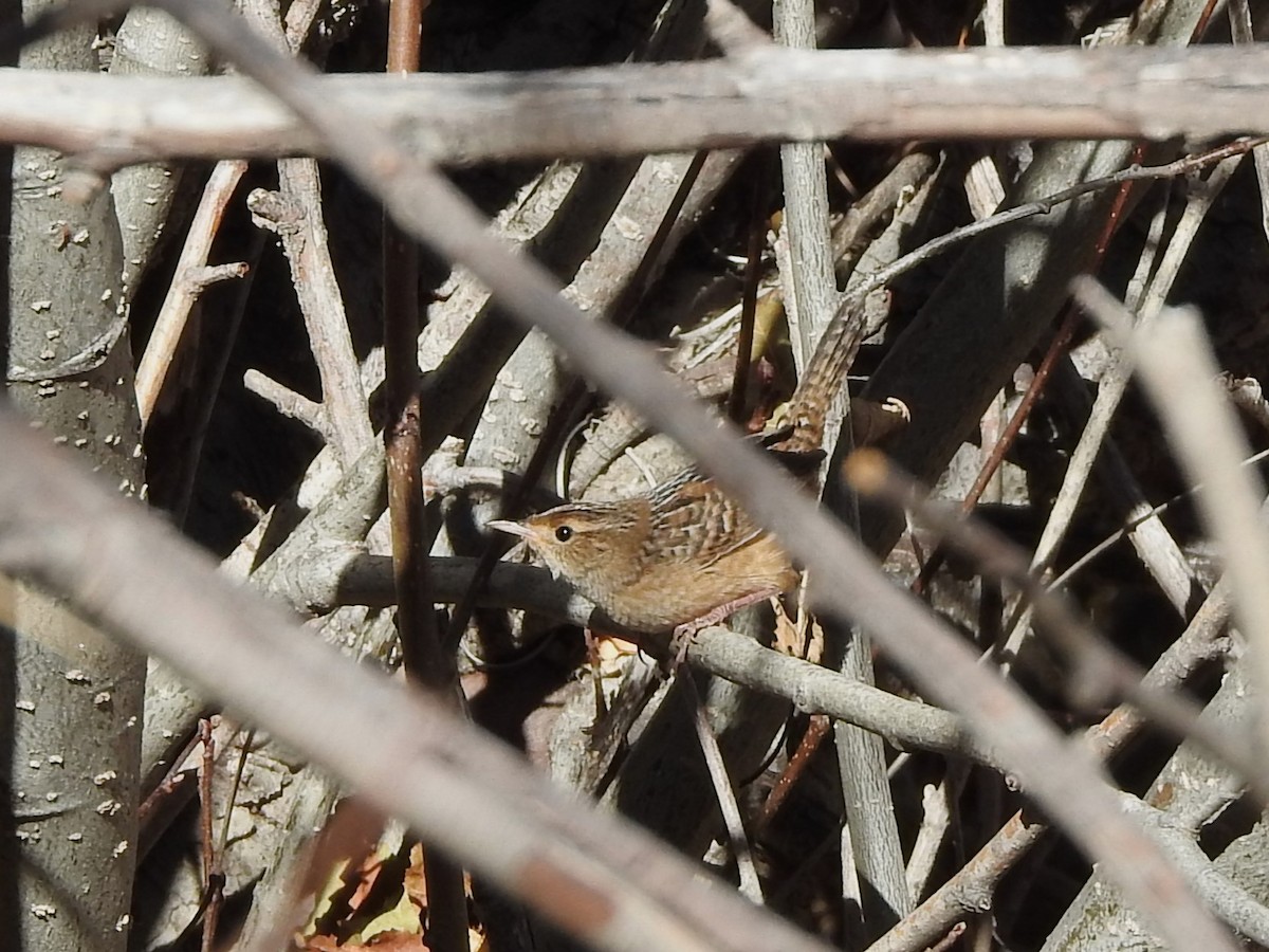 Sedge Wren - ML495179191