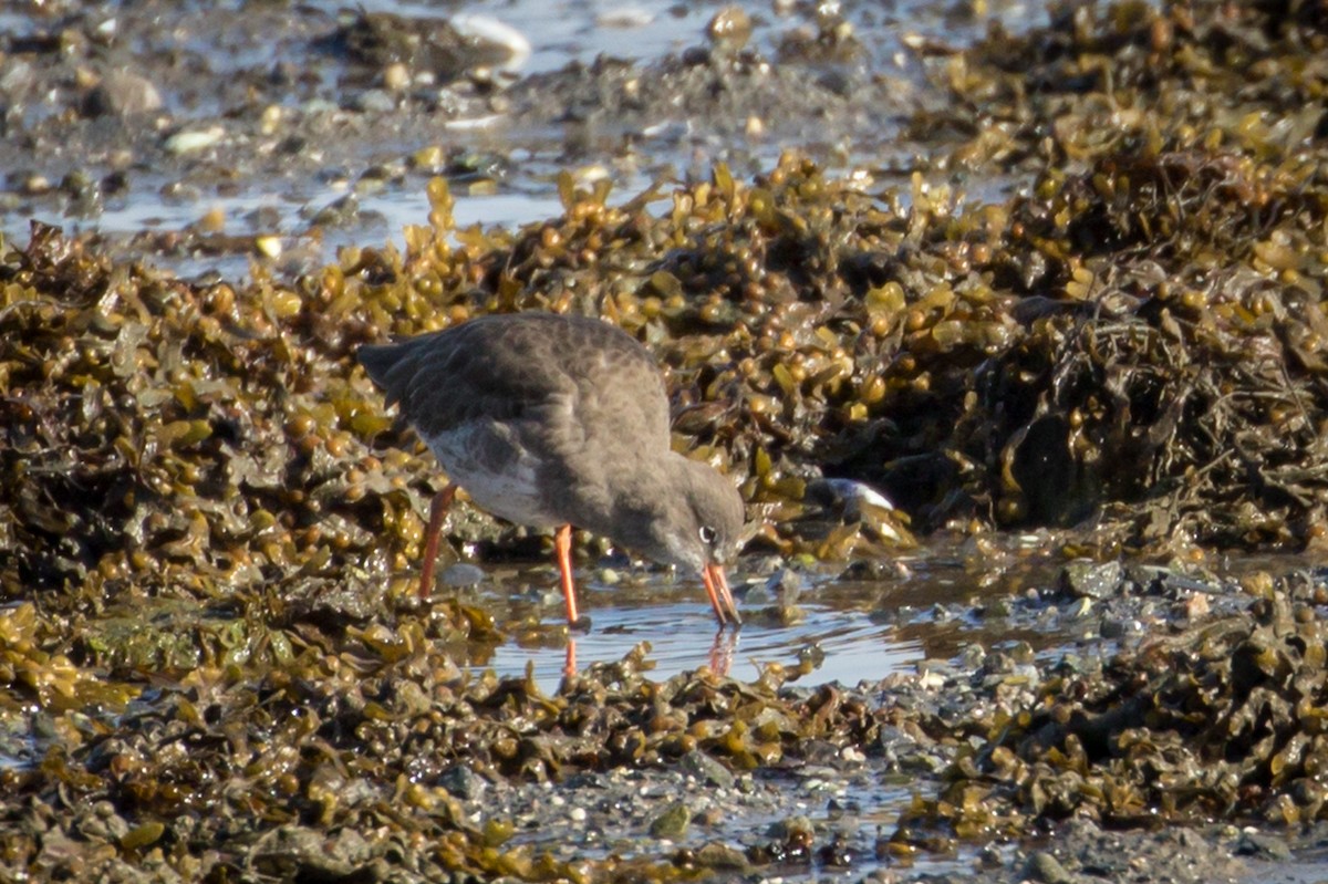 Common Redshank - ML495179241