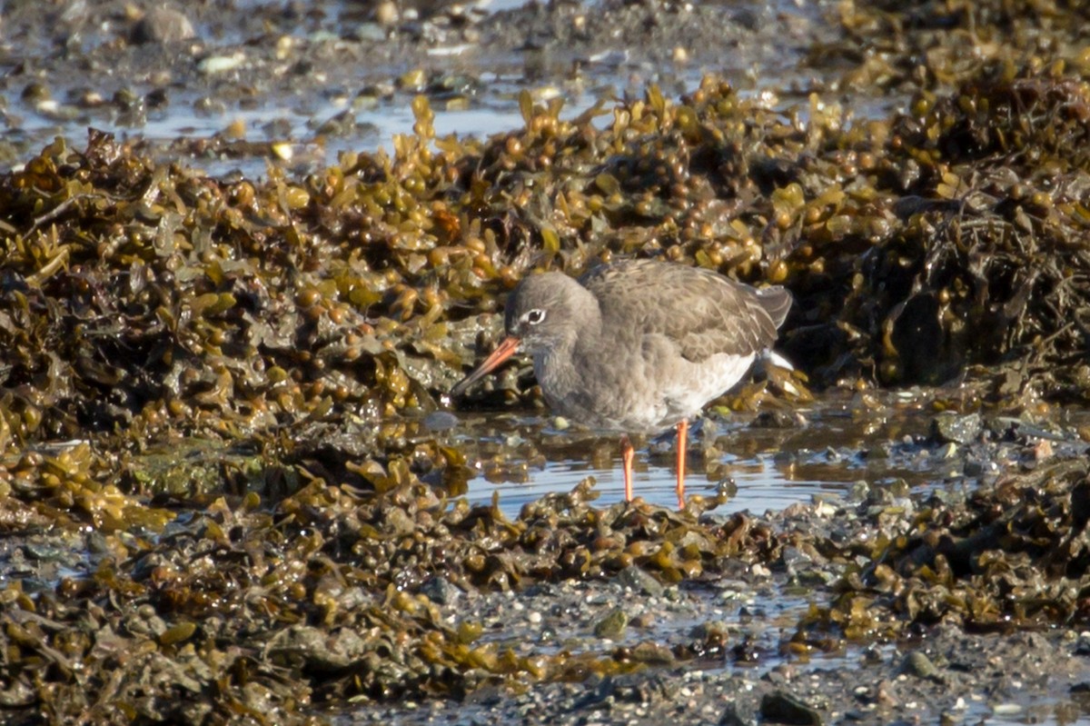 Common Redshank - ML495179251