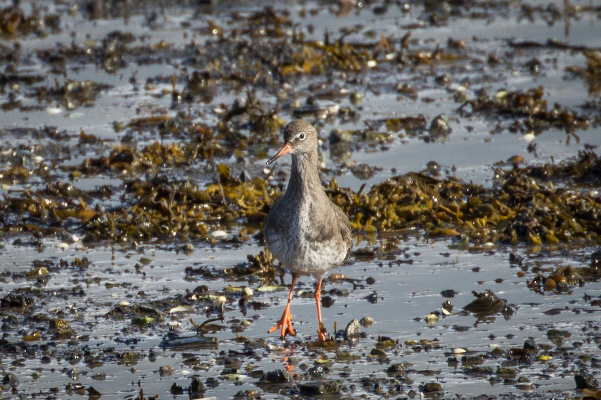 Common Redshank - ML495179261