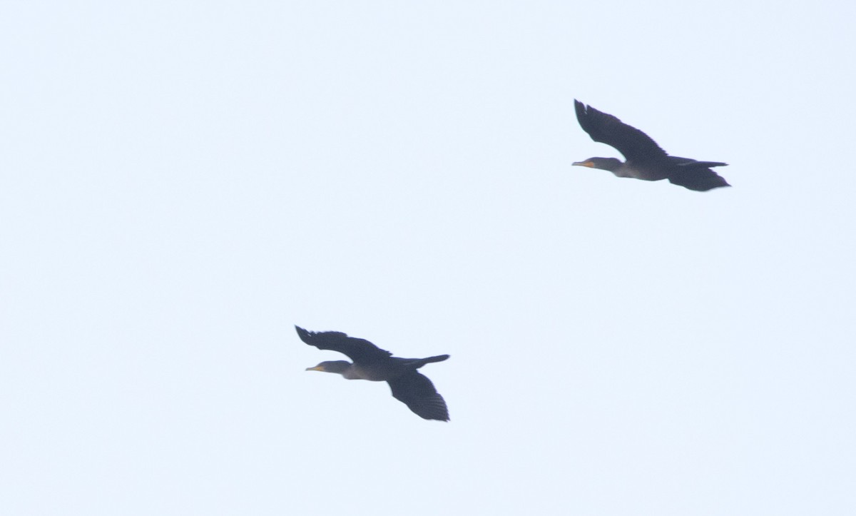 Double-crested Cormorant - ML495179301