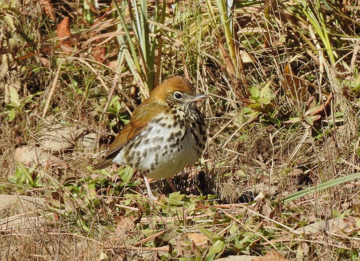 Wood Thrush - ML495179351