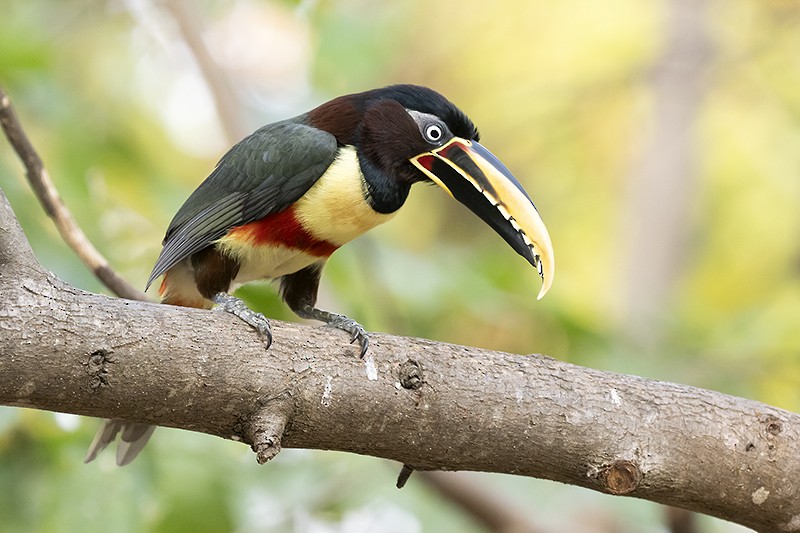 Chestnut-eared Aracari - ML495179801