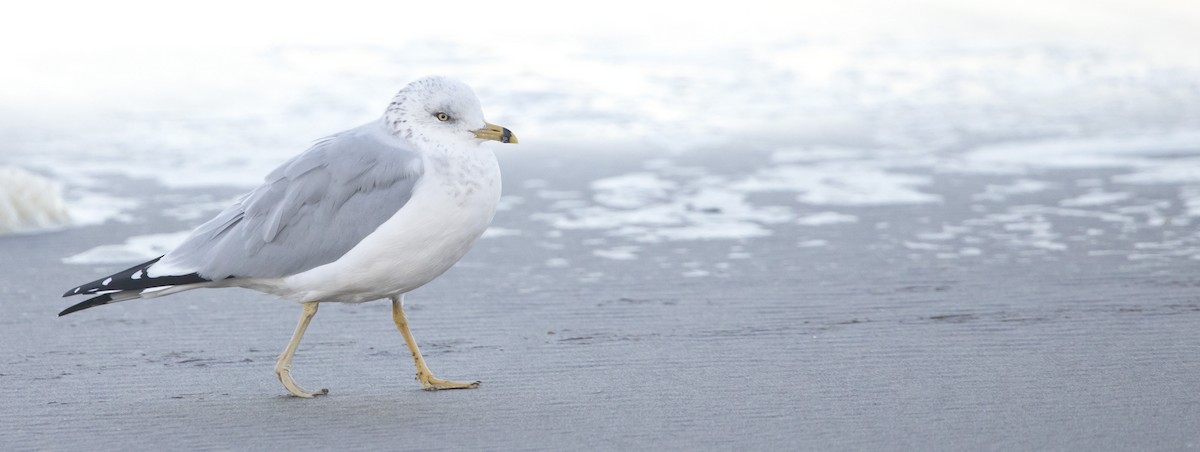 Ring-billed Gull - ML495180561