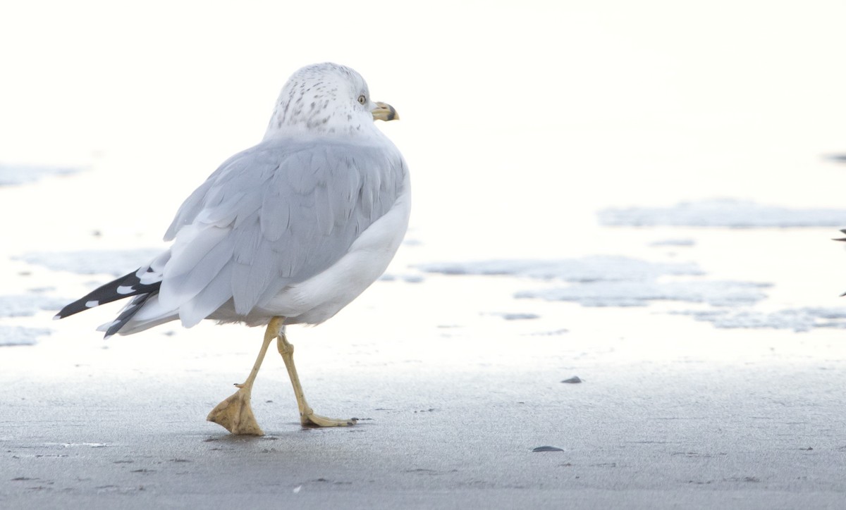 Ring-billed Gull - ML495180601