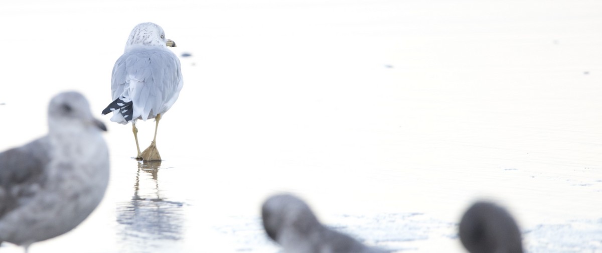 Ring-billed Gull - Brent Angelo