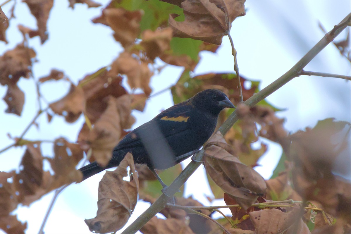 Red-winged Blackbird - Mark Montazer