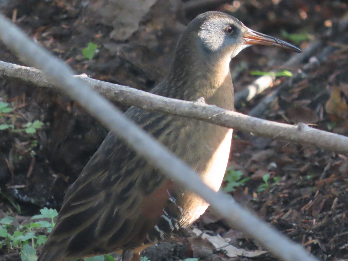 Virginia Rail - ML495181561