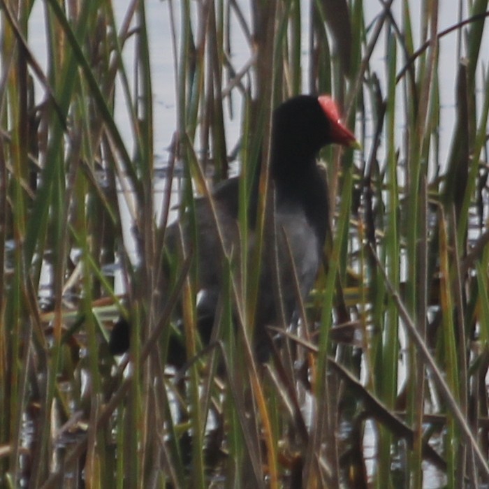 Gallinule d'Amérique - ML495181591