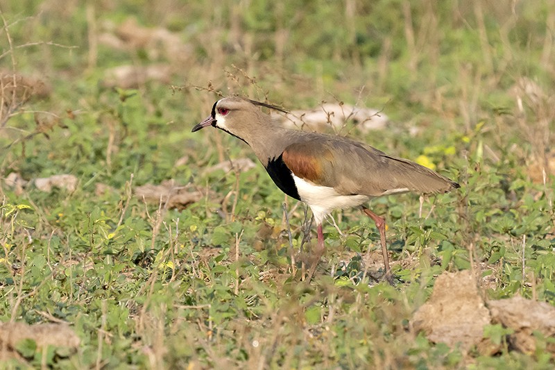 Southern Lapwing - adrian binns