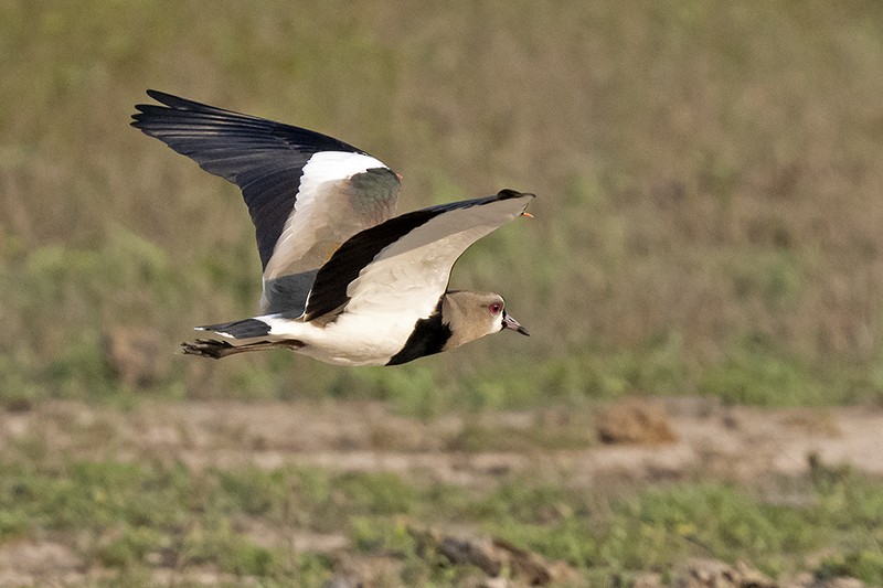 Southern Lapwing - adrian binns