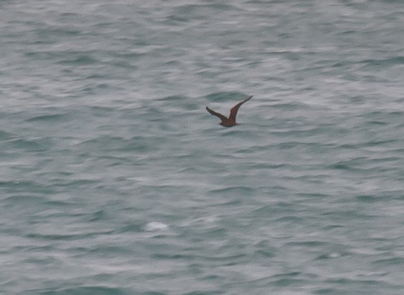 Parasitic Jaeger - Mike Bouman