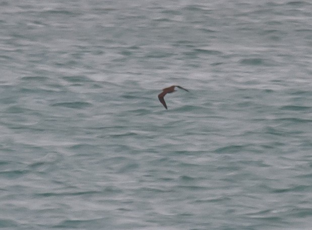 Parasitic Jaeger - Mike Bouman