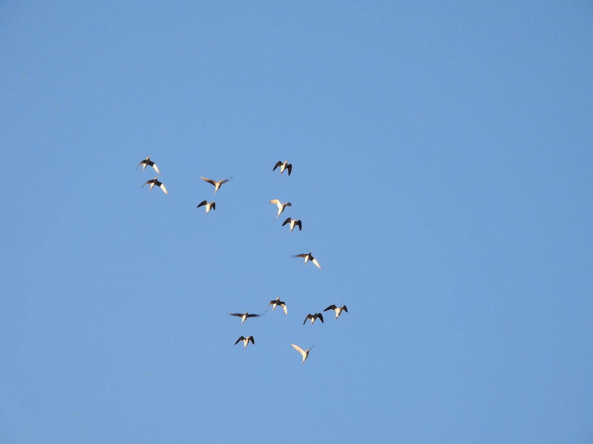 Greater Yellowlegs - ML495182841