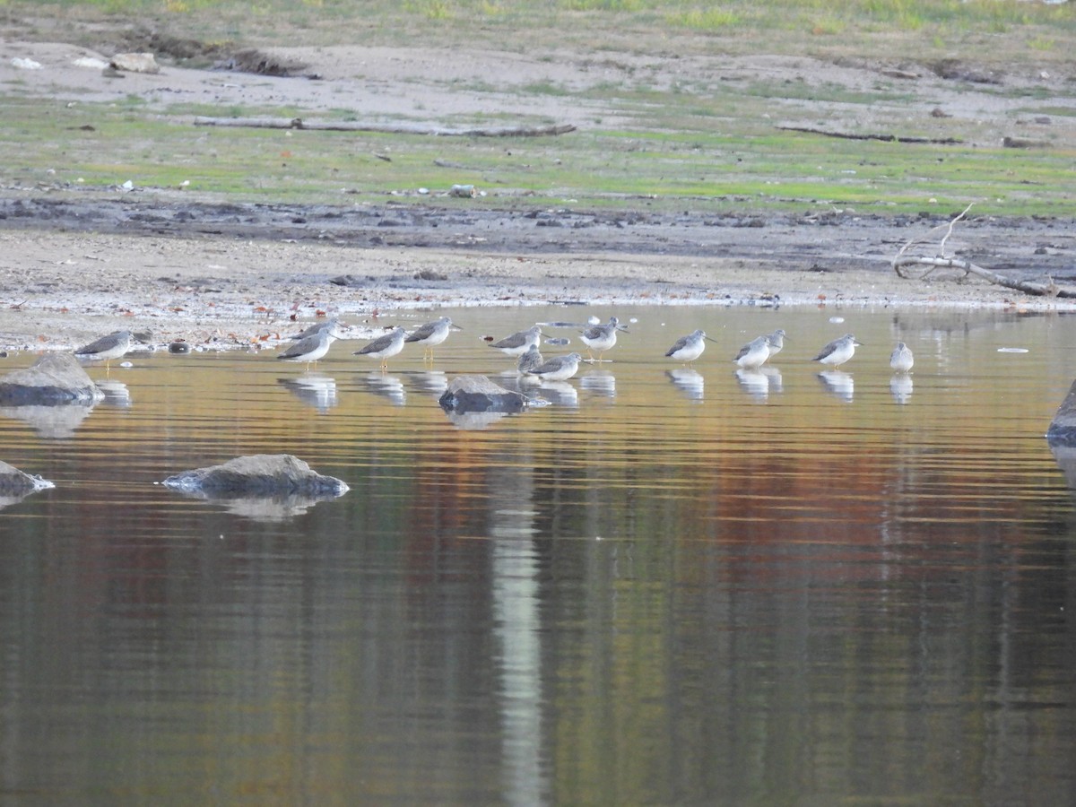 Greater Yellowlegs - ML495182851