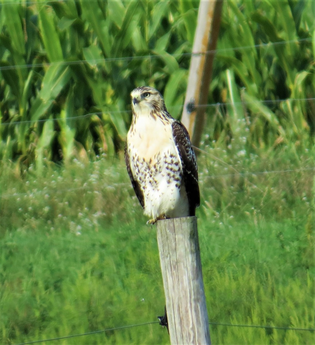 Rotschwanzbussard - ML495182871