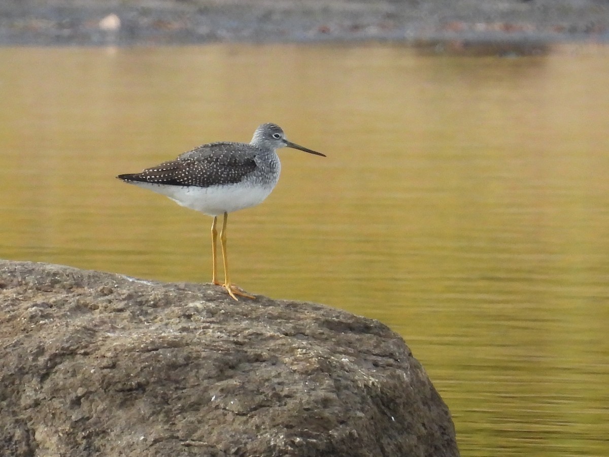 Greater Yellowlegs - ML495183361