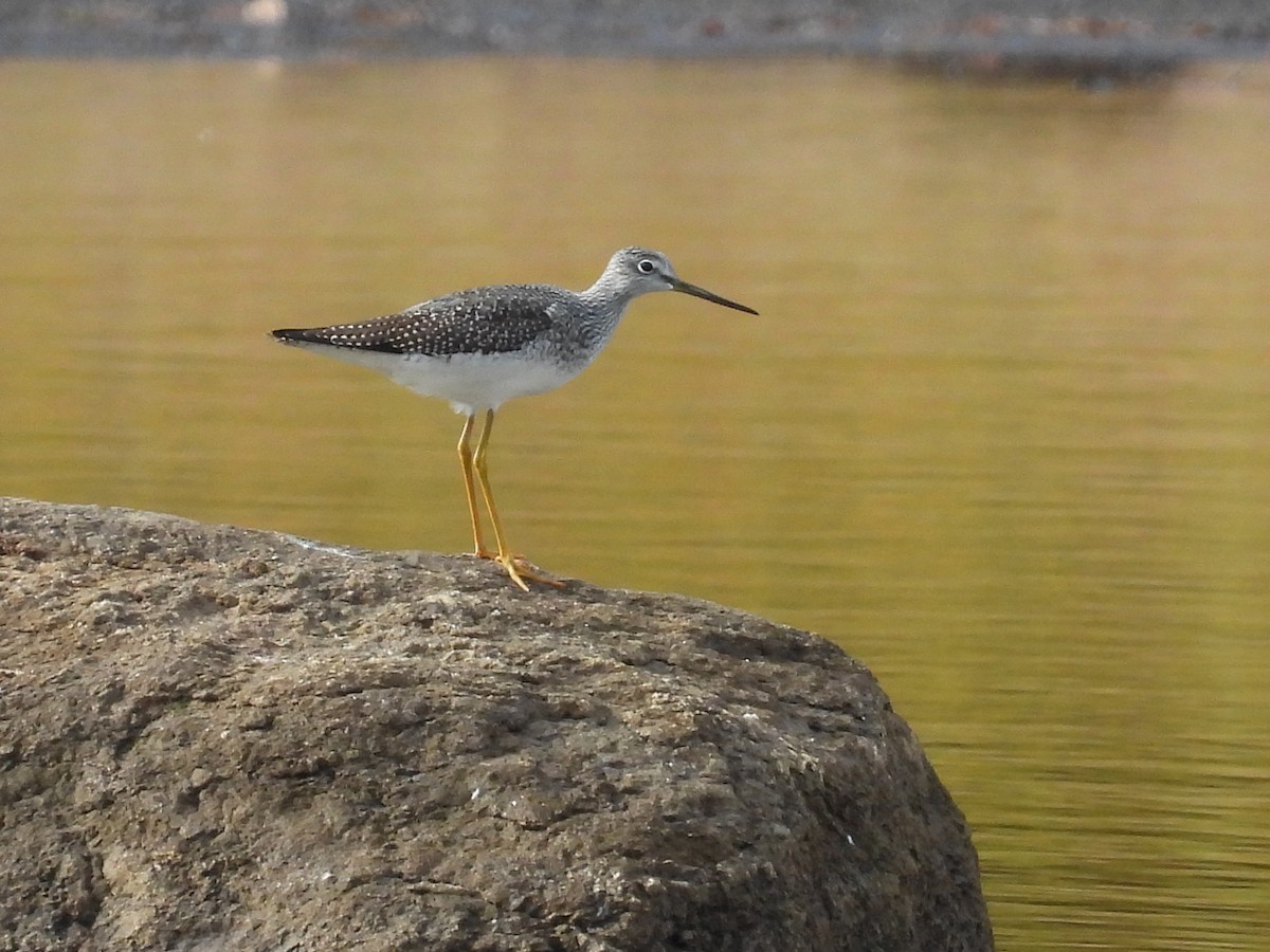 Greater Yellowlegs - ML495183371