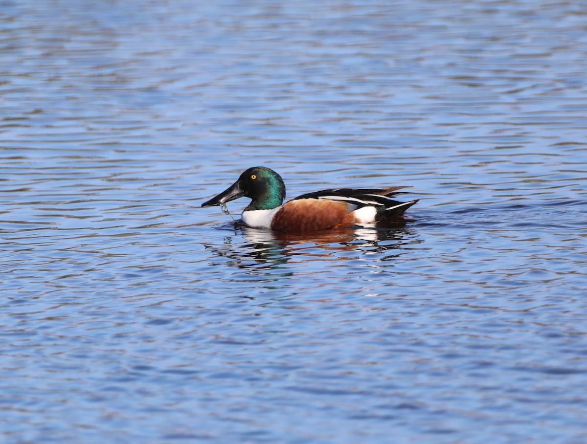 Northern Shoveler - ML495183561