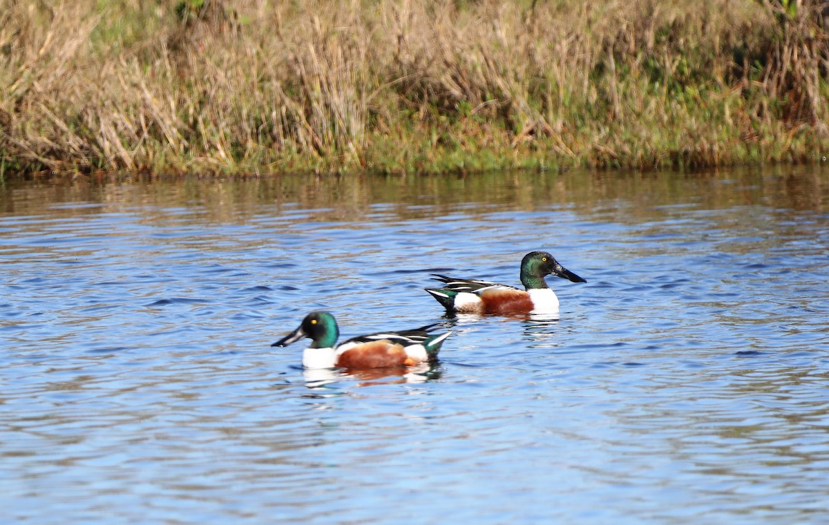 Northern Shoveler - Glenn Blaser