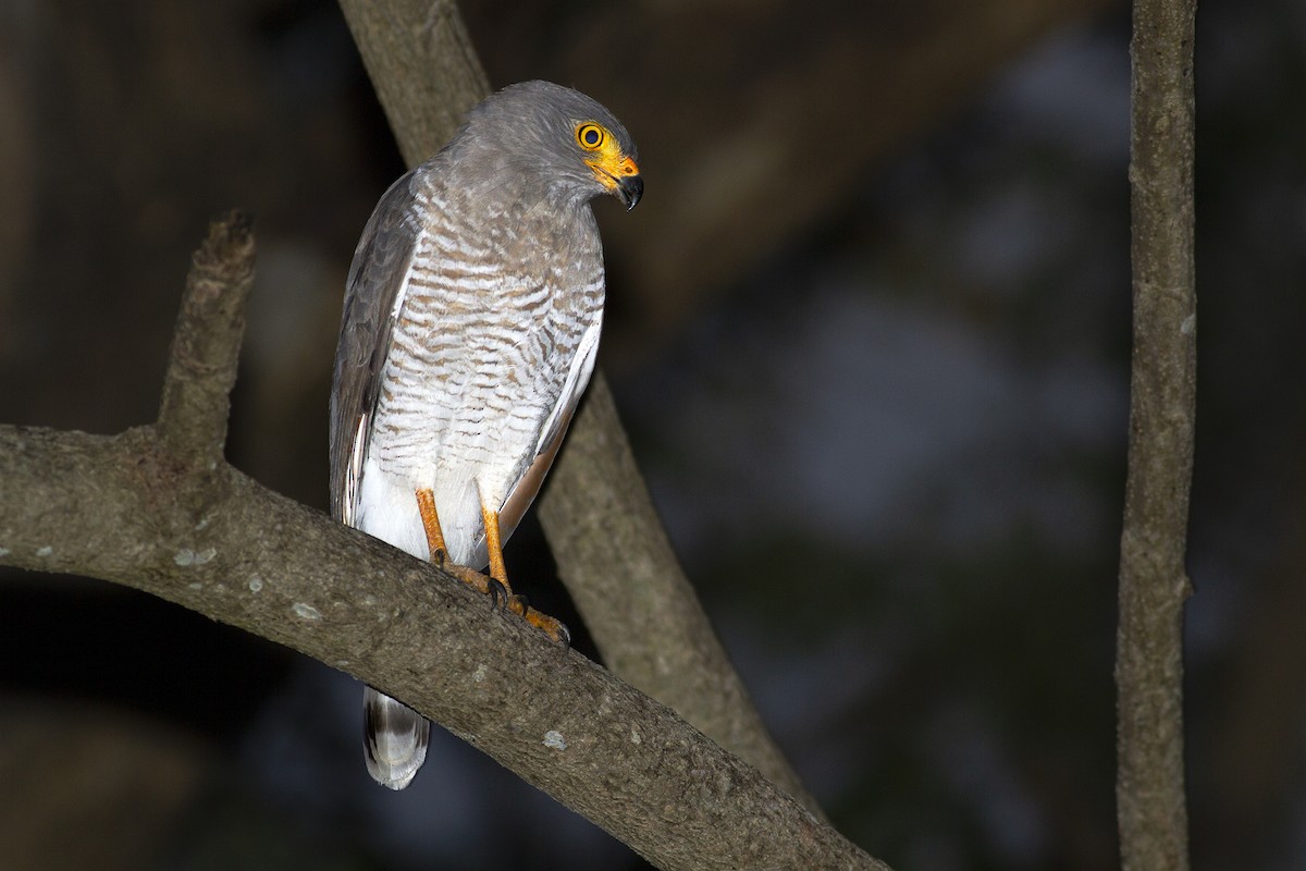 Roadside Hawk - ML495184541