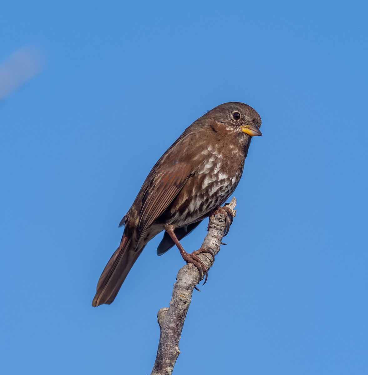 Fox Sparrow - ML495184951