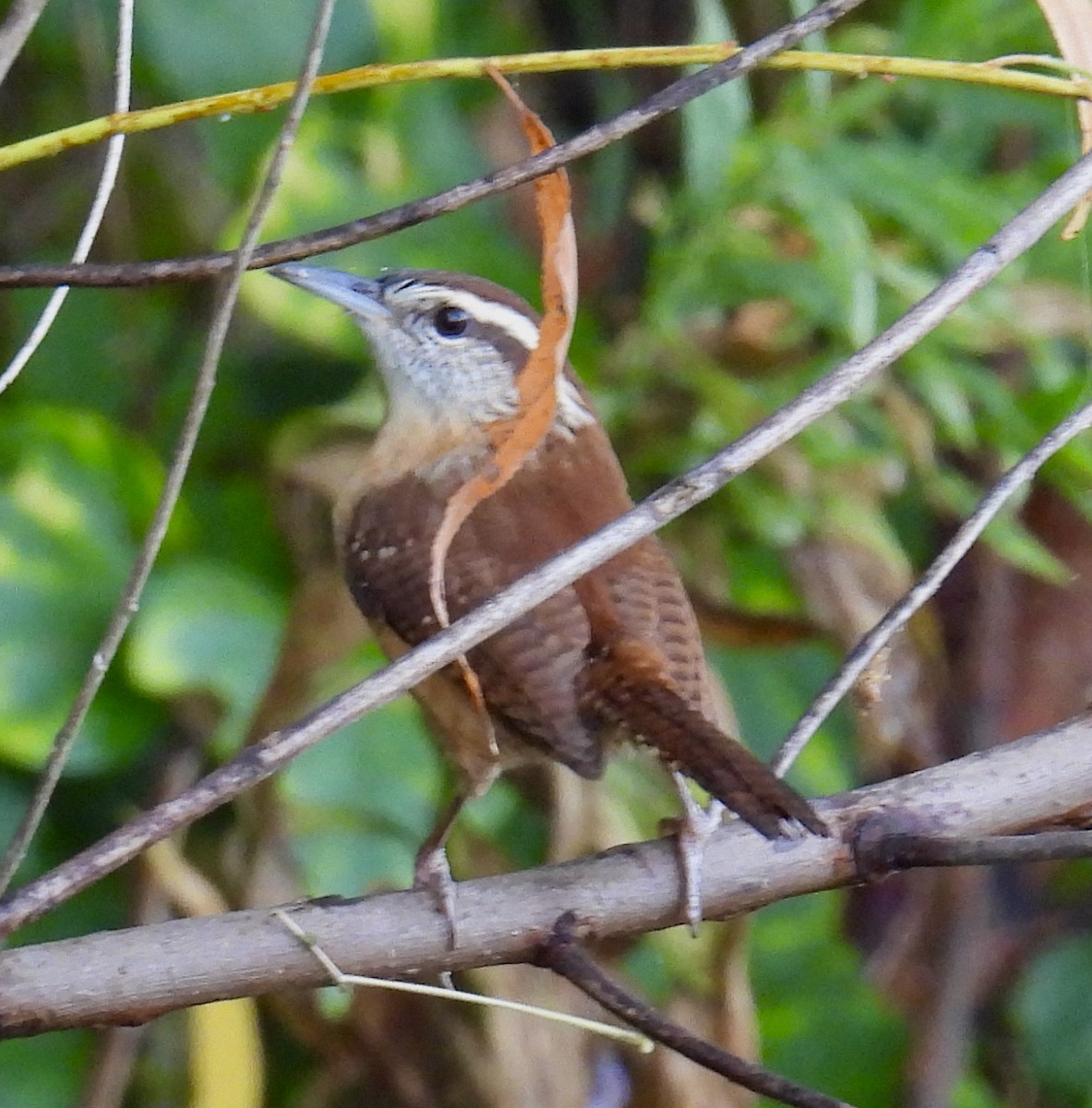 Carolina Wren - ML495185121