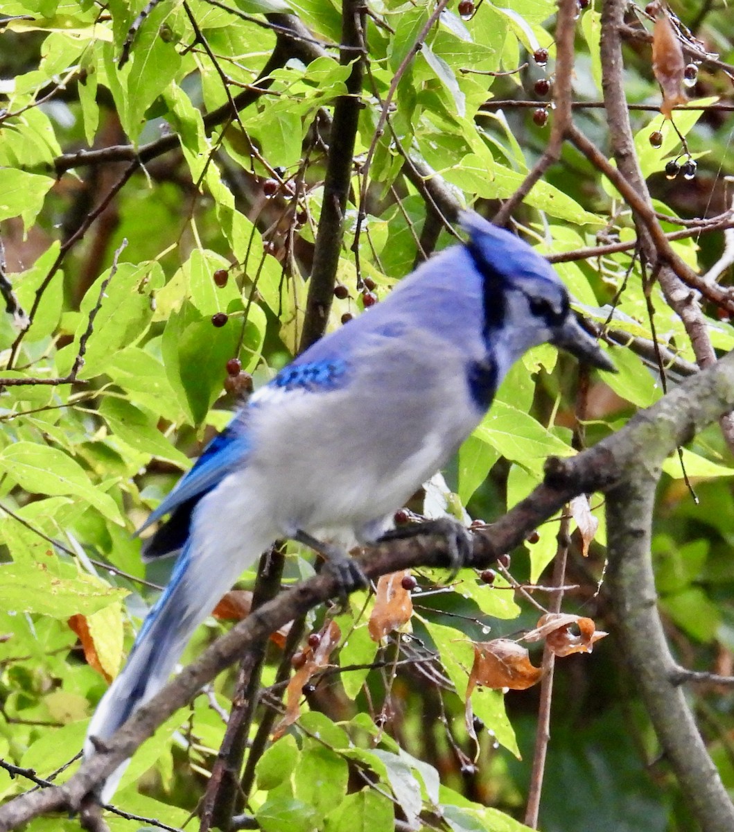 Blue Jay - ML495185501