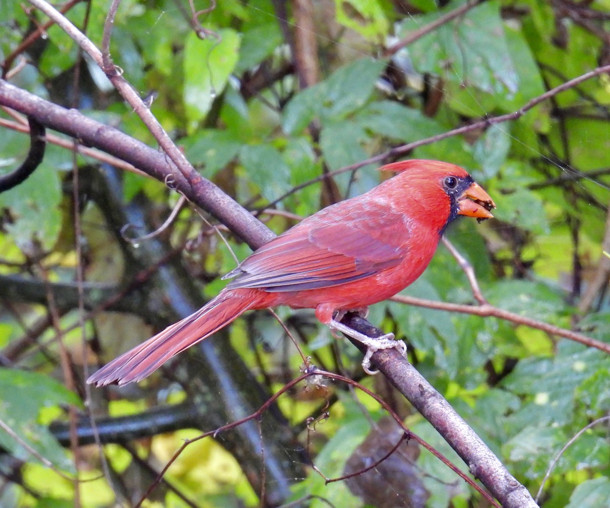 Cardinal rouge - ML495185681