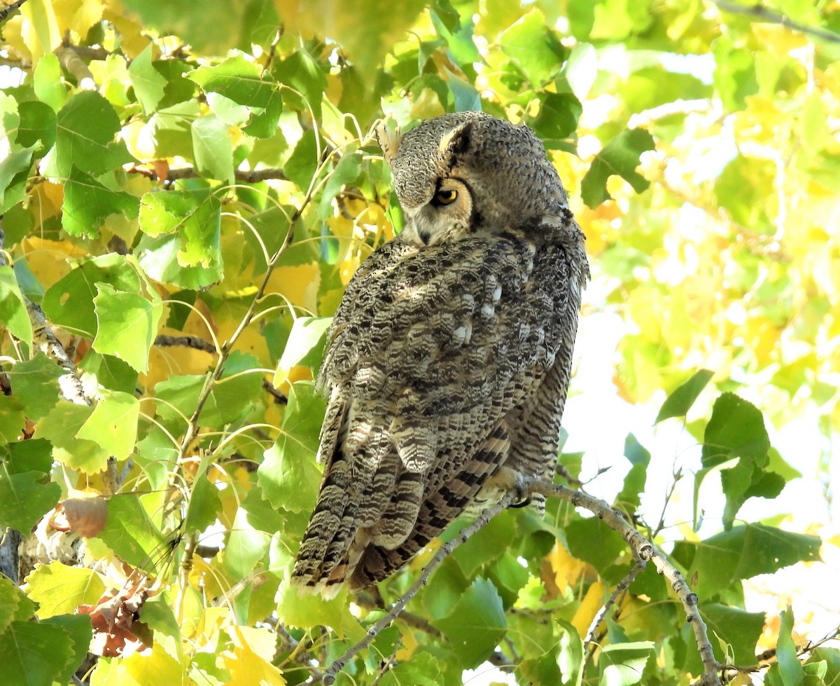 Great Horned Owl - ML495185731