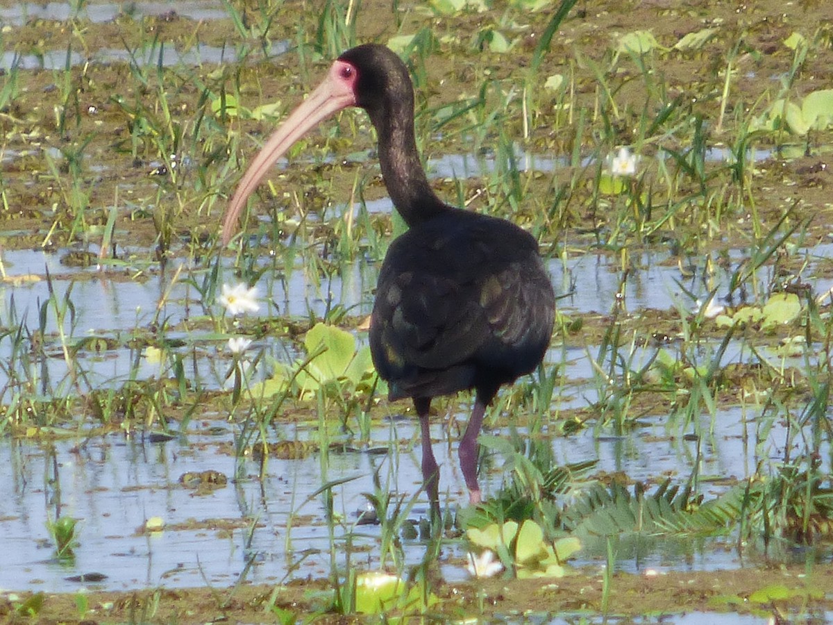 ibis tmavý - ML49518751
